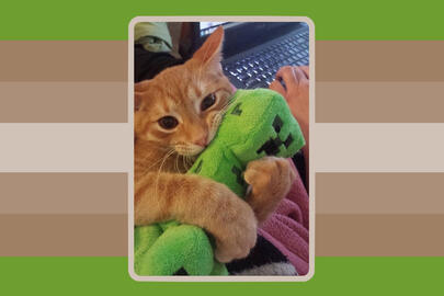 Creepplushiecatgender : Feeling a strong connection to Minecraft creepers, plushies, orange cats, a mix of those, all three, or just this specific image :3