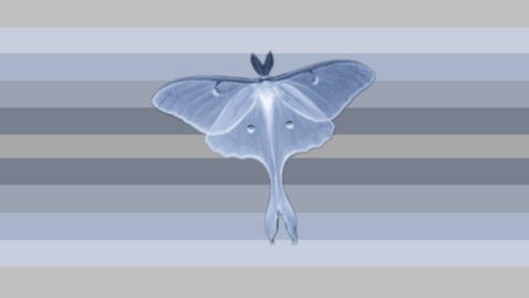 Blueishlunamothic : Where your gender feels connected to blue, blueish colours, silver/grey colours, luna moths, blue luna moths, etc etc.